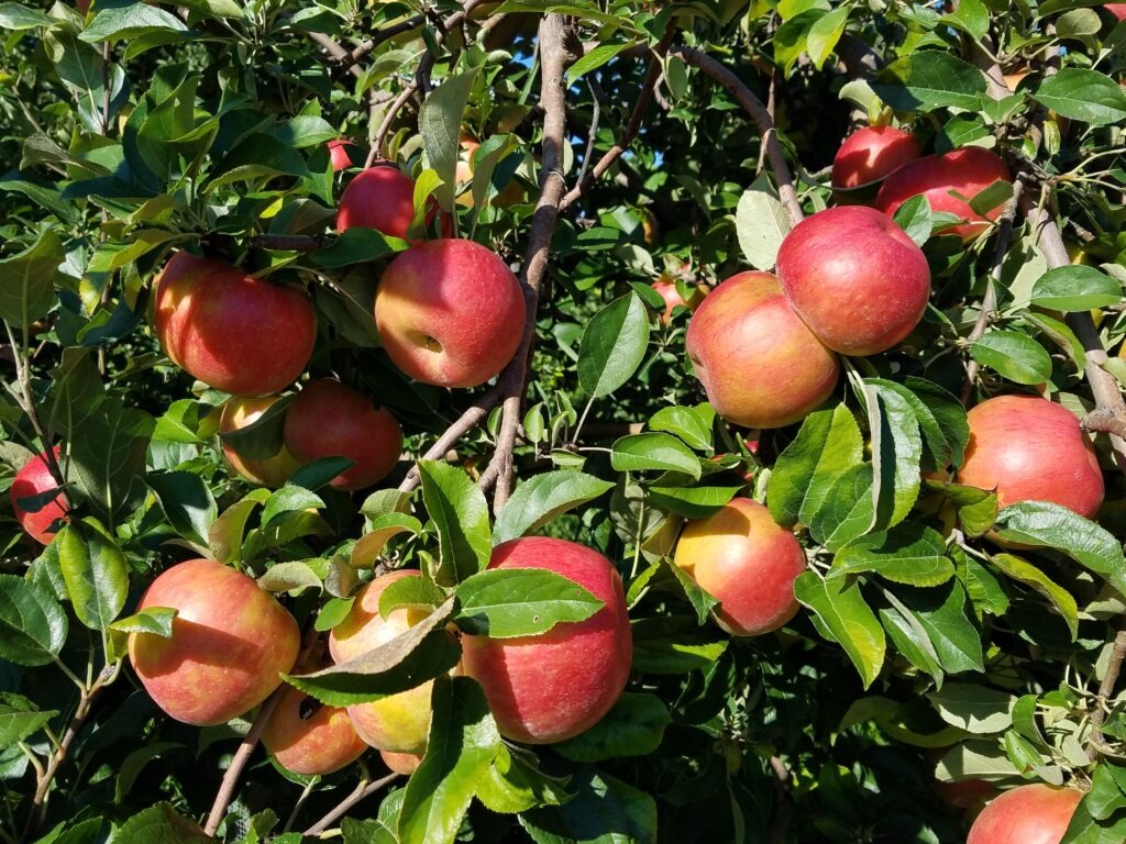 Afton Apple Orchard apples