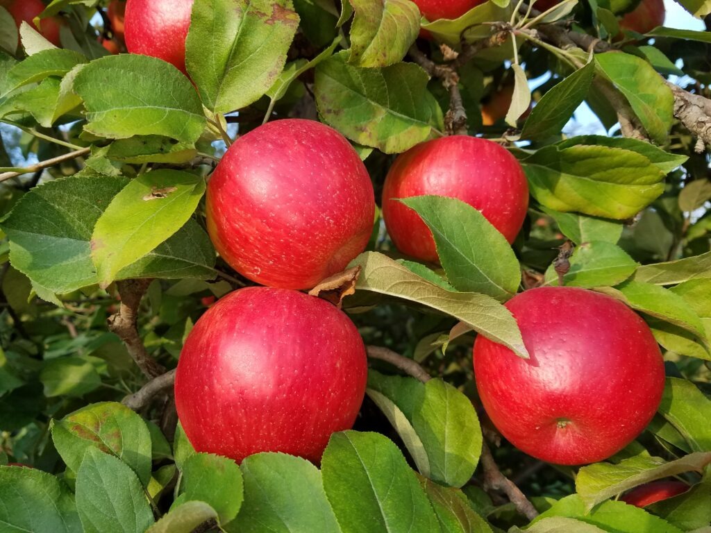 Afton Apple Orchard apples