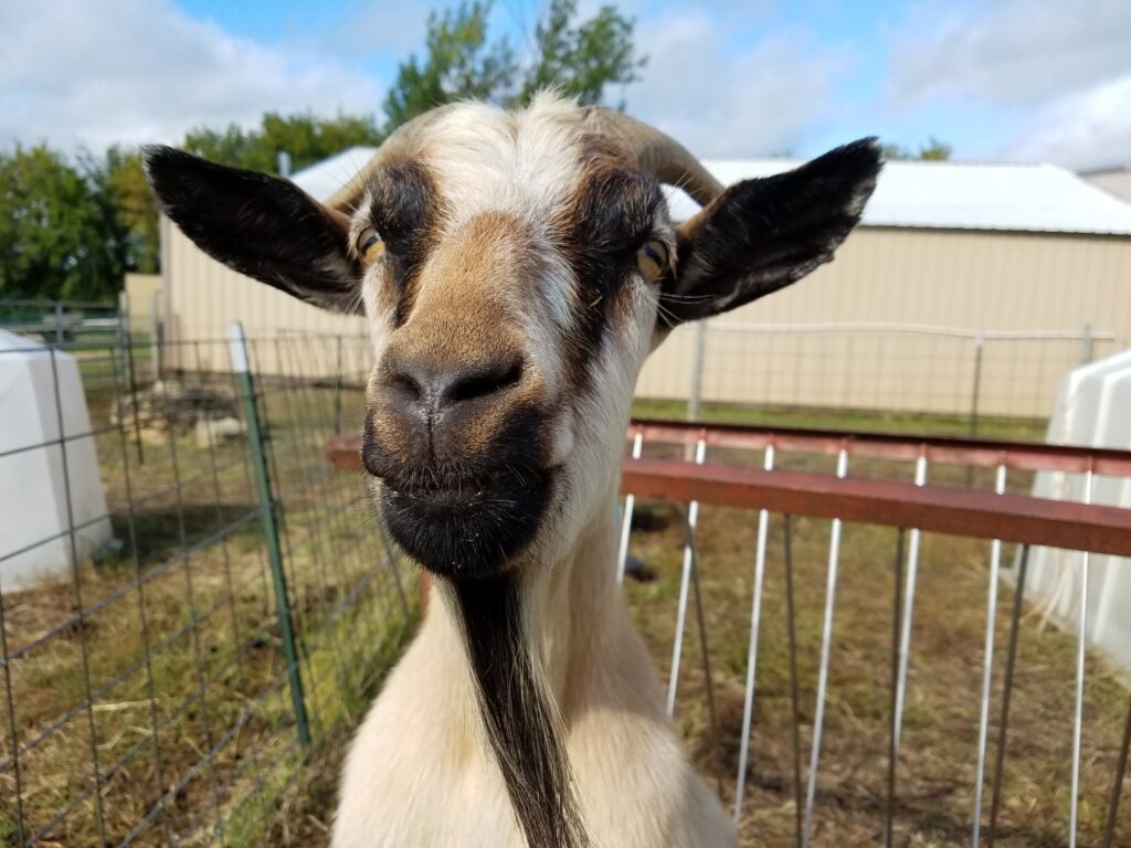Afton Apple Orchard goat in petting farm