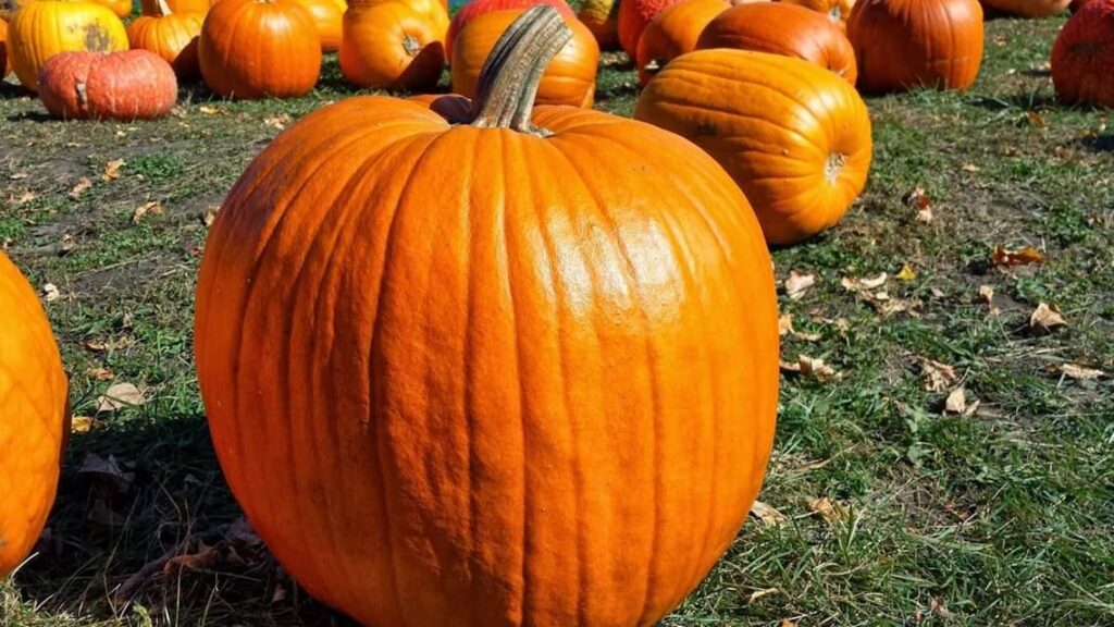 Afton Apple Orchard pumpkins