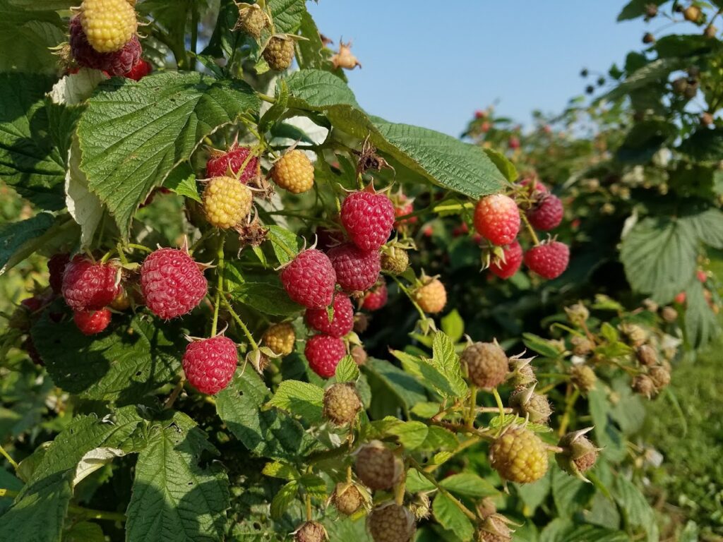 Afton Apple Orchard raspberries