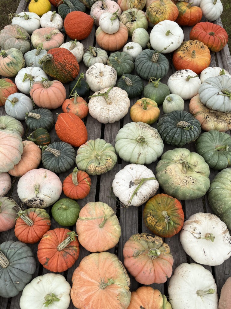 Barten Pumpkins colorful pumpkins