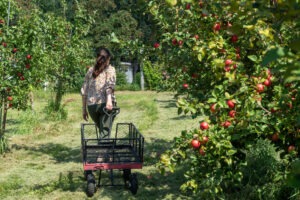 Sekapp Orchard, photo submitted by Experience Rochester